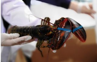 安徽“海味”新通道 合肥周谷堆進(jìn)境食用水生動(dòng)物指定口岸正式開(kāi)檢運(yùn)行